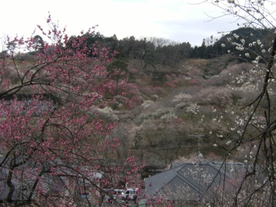 2009.3.5吉野梅郷「梅の公園」と赤塚不二夫記念館 020.jpg
