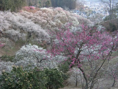 2010.3.14 青梅　梅祭り　七分咲で今週満開！ 024.jpg