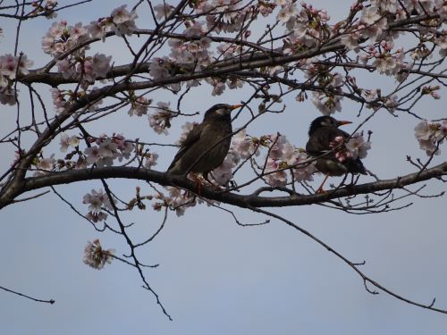 DSC08225 羽村堰桜並木　鳥.jpg