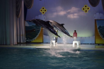 イルカ2頭のジャンプ.jpg