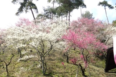東京・青梅　梅の公園　花見（8分咲き）に自宅から歩く　2012.4.1 011.jpg