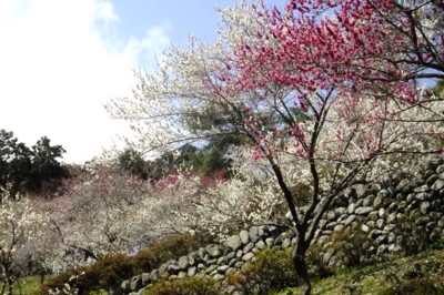 東京・青梅　梅の公園　花見（8分咲き）に自宅から歩く　2012.4.1 012.jpg