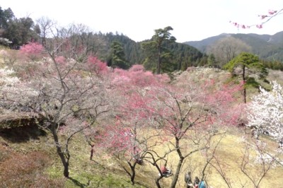 東京・青梅　梅の公園　花見（8分咲き）に自宅から歩く　2012.4.1 020.jpg