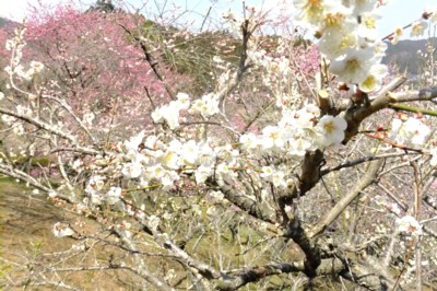 東京・青梅　梅の公園　花見（8分咲き）に自宅から歩く　2012.4.1 027.jpg