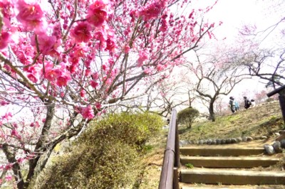 東京・青梅　梅の公園　花見（8分咲き）に自宅から歩く　2012.4.1 032.jpg