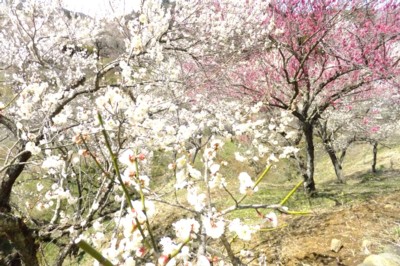 東京・青梅　梅の公園　花見（8分咲き）に自宅から歩く　2012.4.1 039.jpg