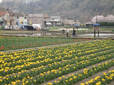 青梅・羽村地区の花の名所、桜・チューリップ・カタクリ巡り　2011.4.11 001.jpg