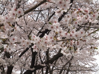 青梅・羽村地区の花の名所、桜・チューリップ・カタクリ巡り　2011.4.11 009.jpg