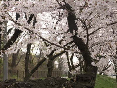 青梅・羽村地区の花の名所、桜・チューリップ・カタクリ巡り　2011.4.11 011.jpg