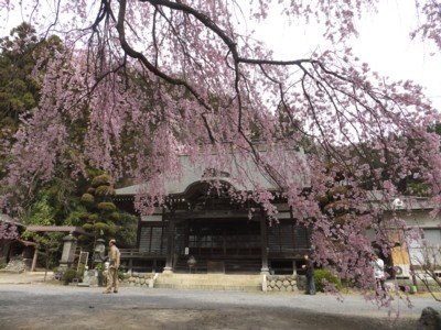 青梅・羽村地区の花の名所、桜・チューリップ・カタクリ巡り　2011.4.11 038.jpg